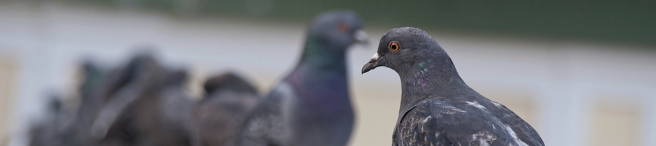 bloedluizen op duiven en siervogels